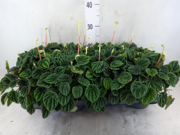 <h4>Peperomia caperata 'Lilian'</h4>