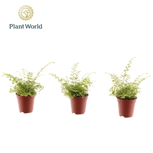 Mini Nephrolepis Green Fantasy 7cm