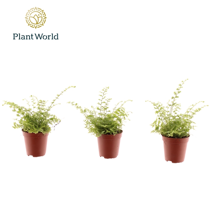 <h4>Mini Nephrolepis Green Fantasy 7cm</h4>