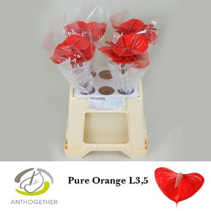 <h4>Anthurium andr. 'Pure Orange'</h4>