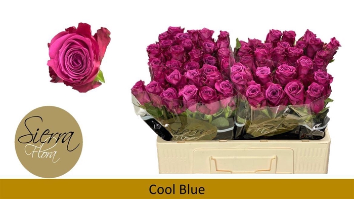 <h4>R Gr Cool Blue</h4>