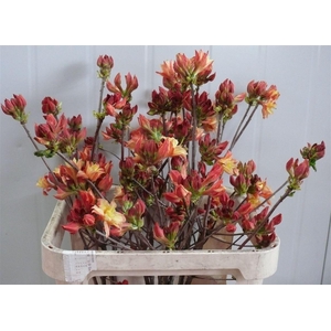 Rhodo ( Azalea ) Moira 80cm P Stem