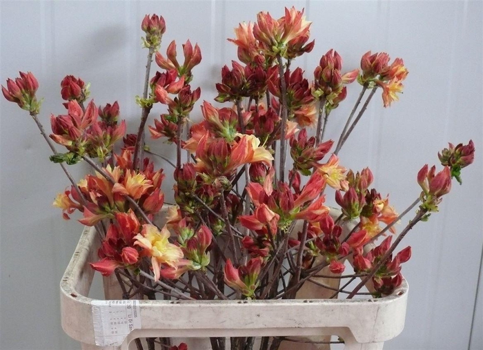 <h4>Rhodo ( Azalea ) Moira 80cm P Stem</h4>