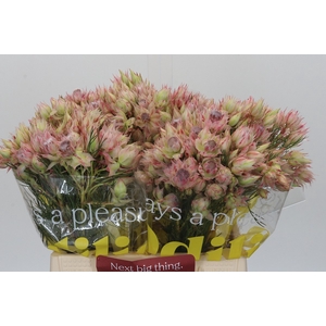 SERR BRIDAL PINK