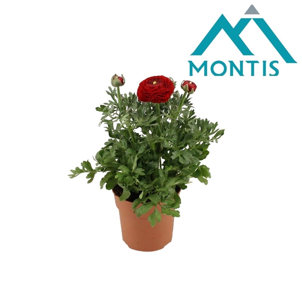 <h4>Ranunculus Sprinkles Red 10,5 cm</h4>