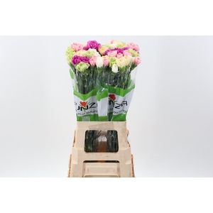 Di St Rainbow Pastel