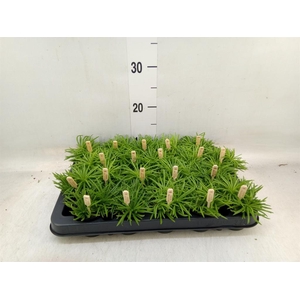 Senecio archeri 'Himalaya'