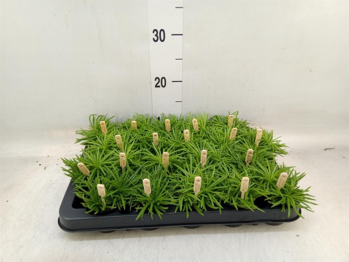 <h4>Senecio archeri 'Himalaya'</h4>