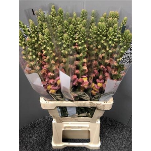 Antir Poto Dark Orange