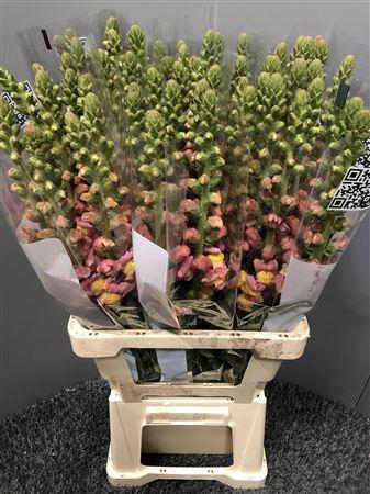 <h4>Antir Poto Dark Orange</h4>