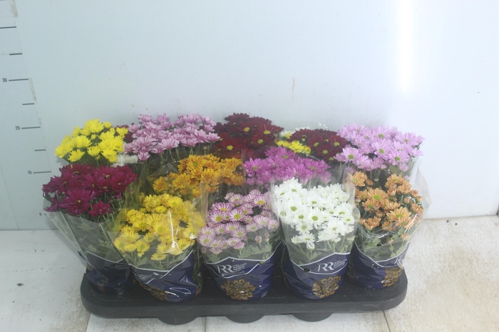 <h4>CRISANTEMO MINI P11</h4>