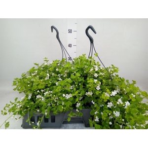 Sutera  'Baristo Giga White'