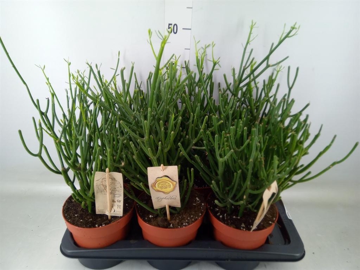 <h4>Euphorbia tirucalli</h4>