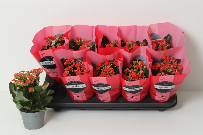 <h4>KAL GE PERFECTA RED</h4>