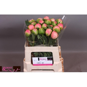 Paeonia Kings Day | Xxl