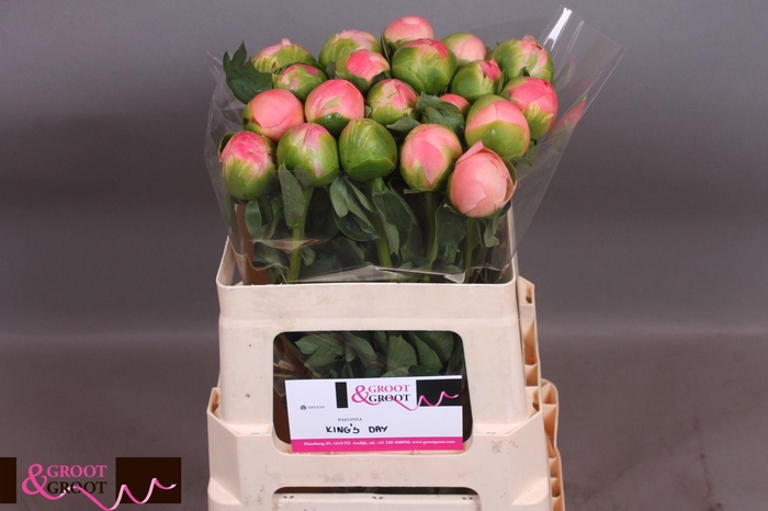 <h4>Paeonia Kings Day | XXL</h4>