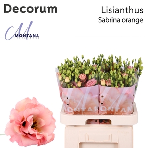 Lisianthus Sabrina orange 70cm