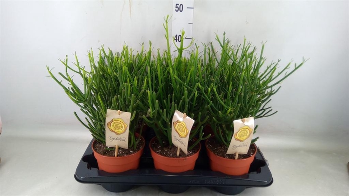 <h4>Euphorbia tirucalli</h4>