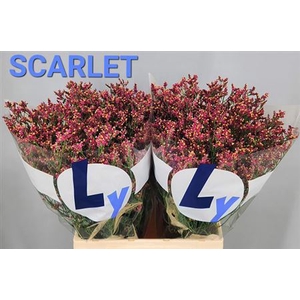 Lim Sin Scarlet Diamond 70cm