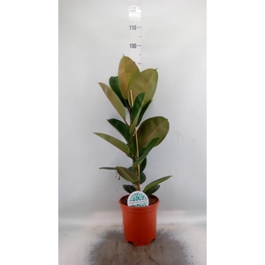 Ficus elastica 'Robusta'