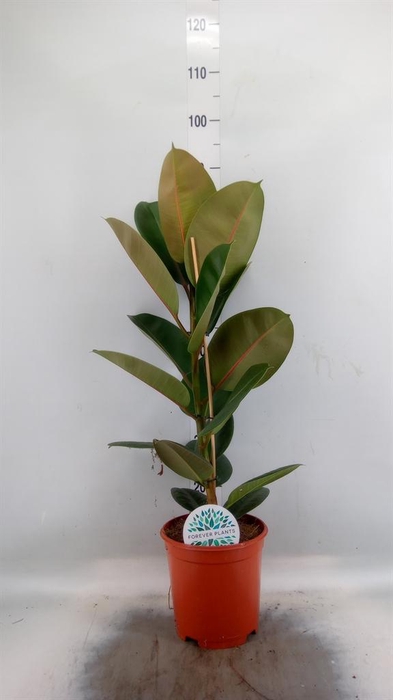 <h4>Ficus elastica 'Robusta'</h4>