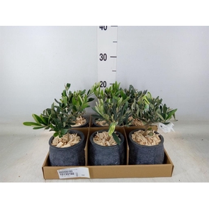 Arr.   Tuinplanten L%