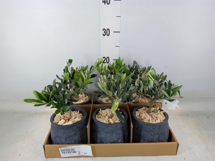 <h4>Arr. Tuinplanten L%</h4>