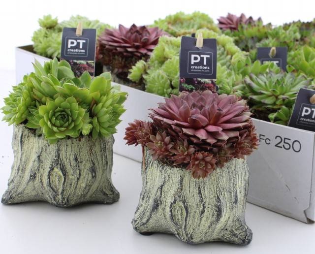<h4>ARR SEMPERVIVUM</h4>