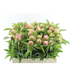 Paeonia L Coral Charm