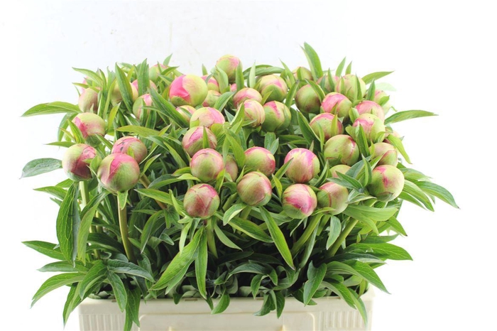 <h4>Paeonia L Coral Charm</h4>