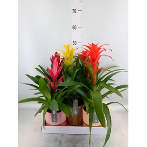 Bromelia   ...mix