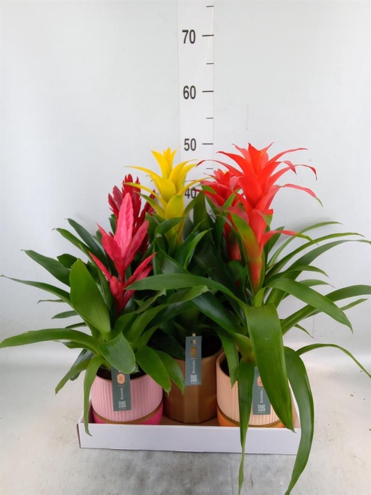 <h4>Bromelia ...mix</h4>