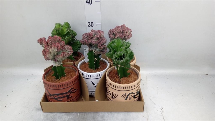 <h4>Euphorbia lactea 'Cristata'</h4>