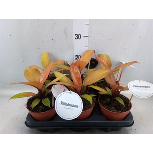 Philodendron   ...