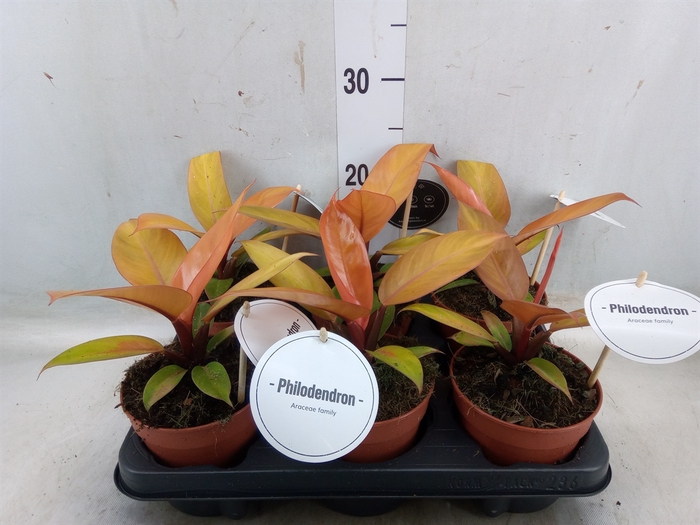<h4>Philodendron   ...</h4>