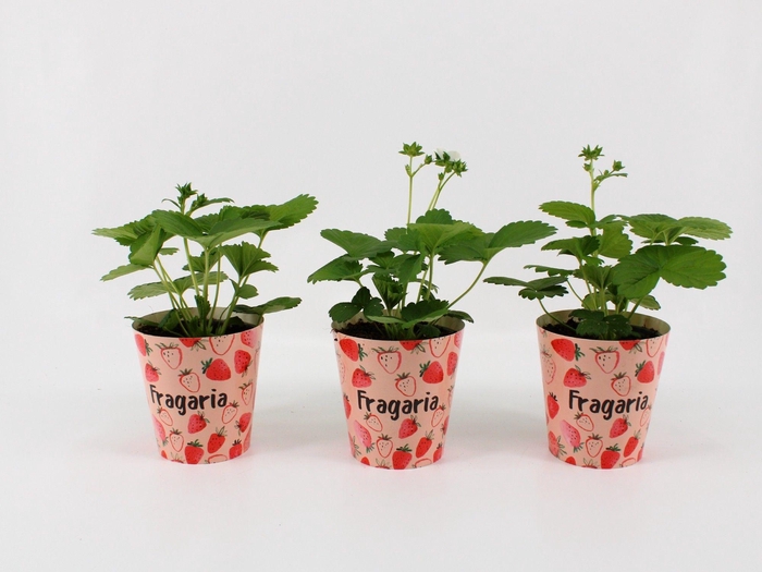 <h4>FRAG BELTRAN</h4>