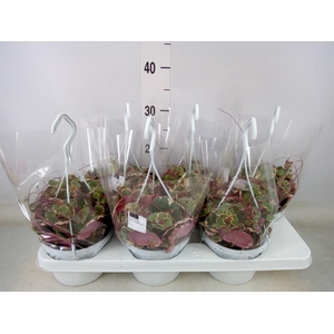 Saxifraga stol. 'Tricolor'