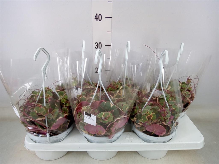 <h4>Saxifraga stol. 'Tricolor'</h4>