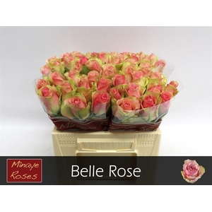 R GR BELLE ROSE