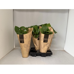 MONSTERA DELICIOSA