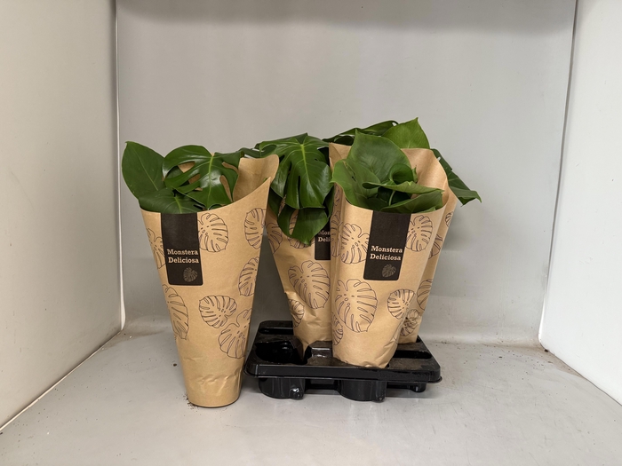 Monstera deliciosa 14Ø 55cm 1pp