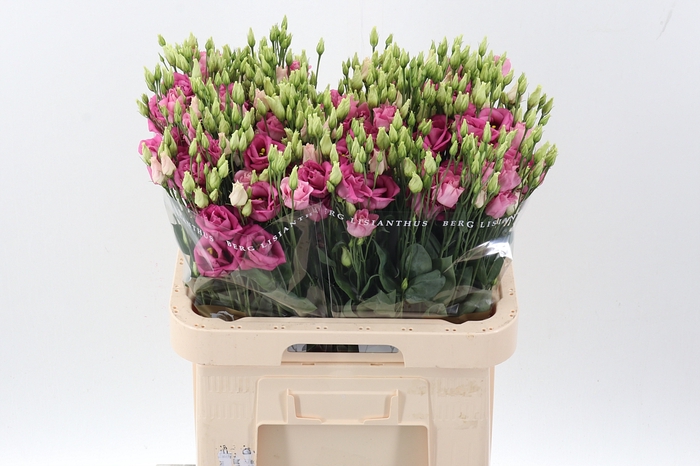 <h4>Eus G Rosi Hot Pink</h4>