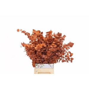 Pres Euca Stuartiana Orange Bunch