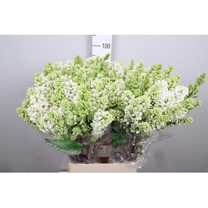 Syr V Mme Fl Stepman 4+