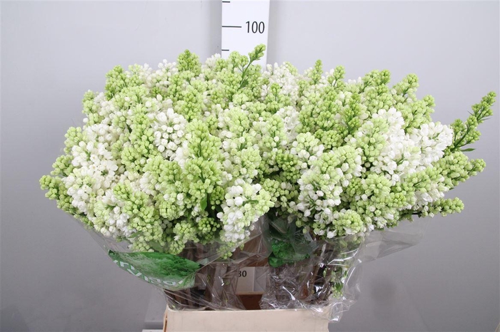 <h4>Syr V Mme Fl Stepman 4+</h4>