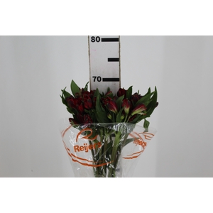 ALSTROEMERIA MERLOT 070 CM VERMELHO