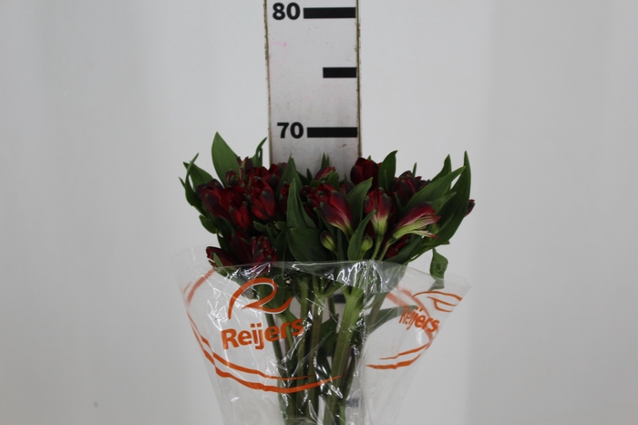 <h4>ALSTROEMERIA MERLOT 070 CM VERMELHO</h4>