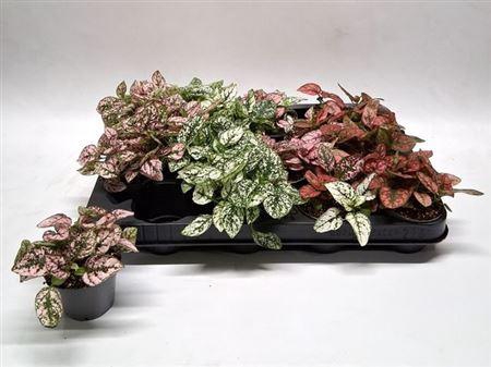 <h4>Hypoest Gem</h4>