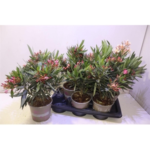 arr8 Nerium Oleander Ov