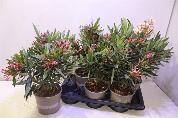 arr8 Nerium Oleander Ov